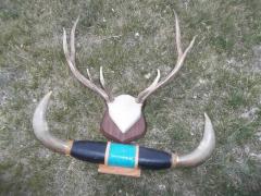 Elk Antlers/Steer Horns