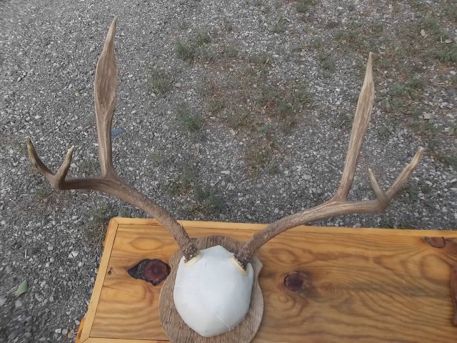 Deer Rack