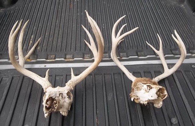 2 Deer Racks
