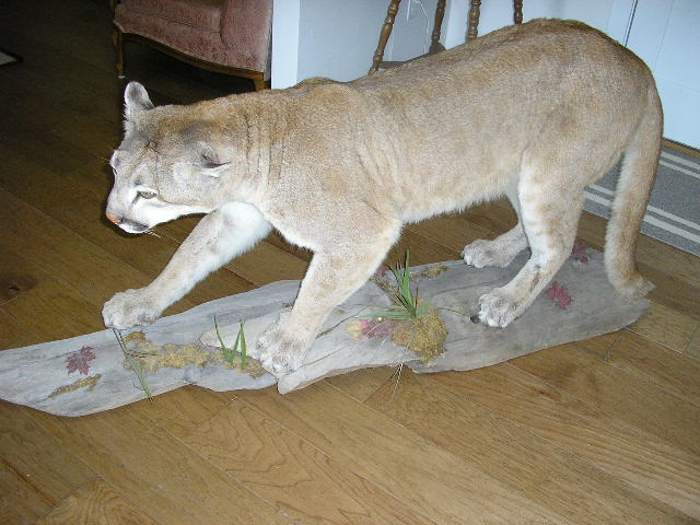 Mountain Lion Mount